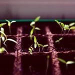 Plantering i romaner och noveller