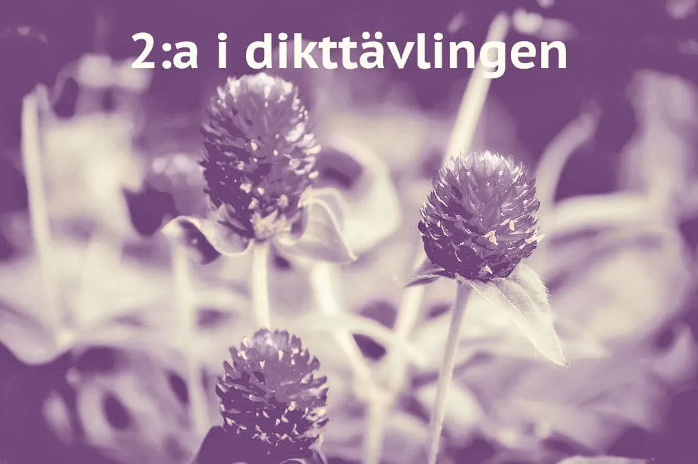 Lila klöverblommor