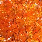 Gestalta färgen orange