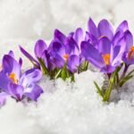 Skriv obunden dikt om vårtecken