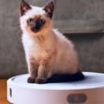 Skriv ett förmänskligande kåseri