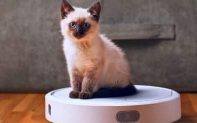 Skriv ett förmänskligande kåseri