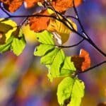 Skriv en oktobertanka