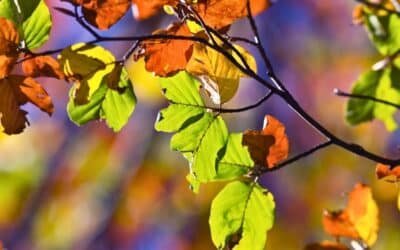 Skriv en oktobertanka