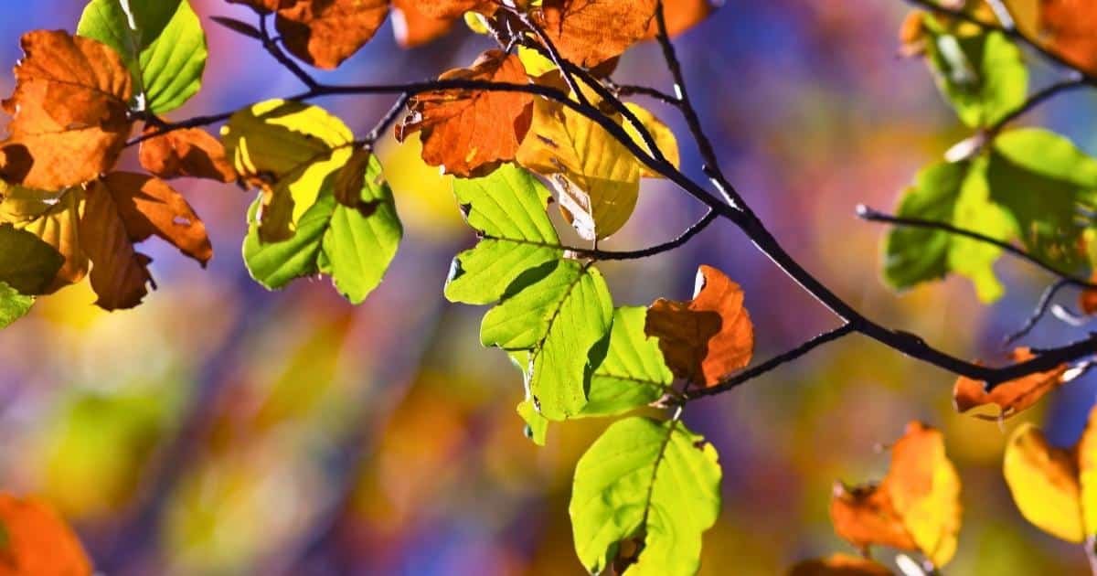 Skriv en oktobertanka