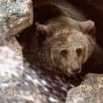 Inte bara människor längtar