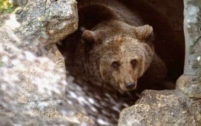 Inte bara människor längtar